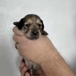 Peaches - Cream female Dachshund puppy in Fort Worth, Texas from The Holloway Dachshunds