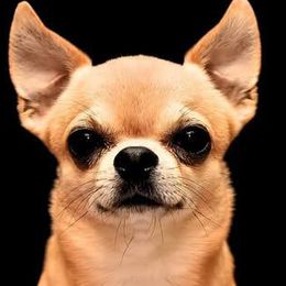 Chihuahuas from Cool-Chi’s Chihuahuas