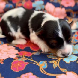 Girl 2 - Black tan and white female Biewer Terrier puppy in Kerhonkson, New York from Arc-en-Ciel Biewers