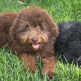 Rip - Brown male Bernedoodle puppy in Herriman, Utah from Gypsi Doodles & Poodles LLC.