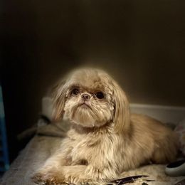 Louie - Shih Tzu