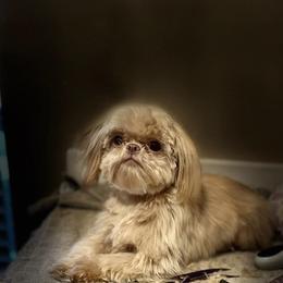 Louie - Shih Tzu