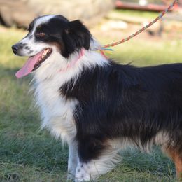 Banjo - Miniature Australian Shepherd