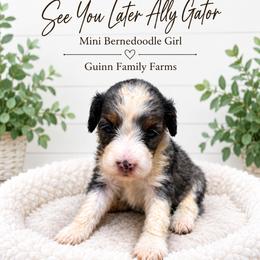 Later Ally Gator - Merle female Bernedoodle puppy in Grove, Oklahoma from Guinn Family Farms