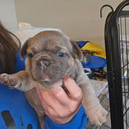 2 - Blue fawn male French Bulldog puppy in Lansing, Michigan from Black Thunder 517 Cane Corso and Dachshunds