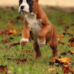 Boxer Puppies from Boxer Boulevard