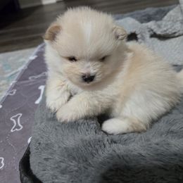 Pomeranian Puppies from Ruby's Pomeranians