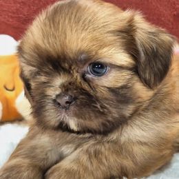 SPENCER - Red male Shih Tzu puppy in Candler, North Carolina from Pup-Tzu WNC