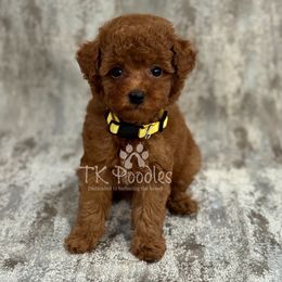 Matcha - Red  female Poodle puppy in Belleville, New Jersey from TK Poodles
