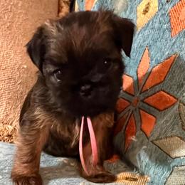Melanie - Black and tan female Brussels Griffon puppy in Easley, South Carolina from Full of Shih Tzus