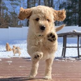 Bernedoodle and Goldendoodle Puppies from Saratoga Goldendoodles