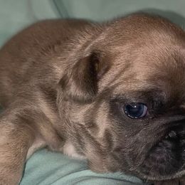 French Bulldogs from Boujee Bullies of East Tn