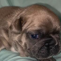 French Bulldogs from Boujee Bullies of East Tn
