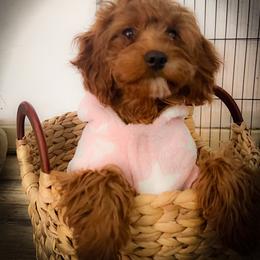 Ms Petunia - Red female Cavapoo puppy in Maple Grove, Minnesota from Honey Bit Kennels