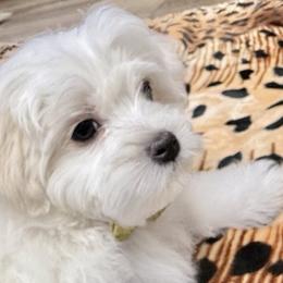 Maltese Puppies from Medhat Samuel
