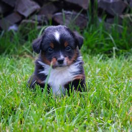 Miniature Australian Shepherd Puppies from Grace River Aussies