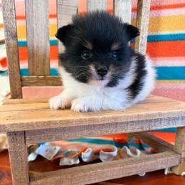 Finn - Black and tan parti male Pomeranian puppy in Success, Missouri from Sweet Success