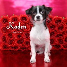 Kaden - Black male Mi-Ki puppy in Elizabeth, Colorado from Royal T Mi-Kis