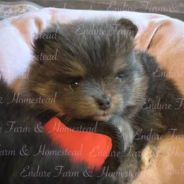 Sherbet - Tri-colored female Pomeranian puppy in Plantersville, Texas from Endure Farm Inc