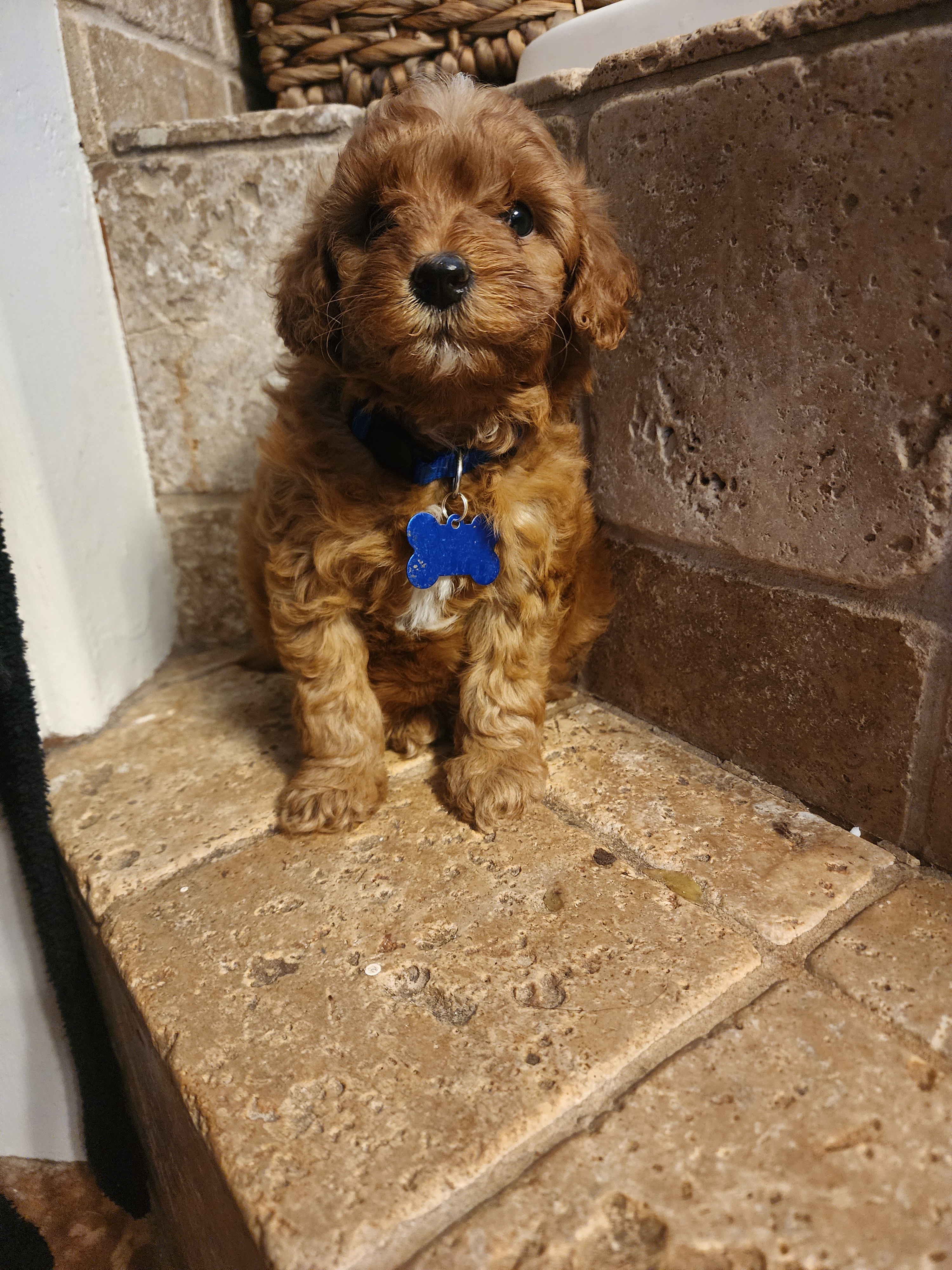 Blue boy - Red  Goldendoodle puppy in Wellford, South Carolina from 4goldendoodles