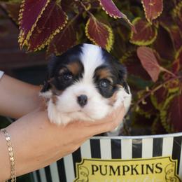 Phillip - Tri-color male Cavalier King Charles Spaniel puppy in Lula, Georgia from Cavaliers by Crumley