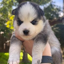 Arrow - Black and white male Pomsky puppy in La Verne, California from Red Cedar Pomskies
