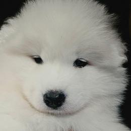 Black - White male Samoyed puppy in San Antonio, Texas from Hill Country Samoyeds