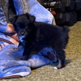 Black Tri Male - Black tri male Toy Australian Shepherd puppy in Billings, Montana from Chapman's Aussies