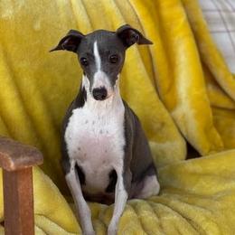 Miss Mona - Italian Greyhound
