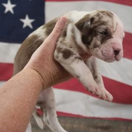 Boy 4 - male Alapaha Blue Blood Bulldog puppy in Grafton, Ohio from Eclipse Alapaha Kennels