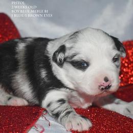 Pistol - Blue merle male Miniature Australian Shepherd puppy in Patterson, North Carolina from DreamLine Aussies