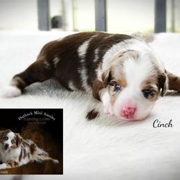 Cinch - Red merle male Australian Shepherd puppy in Ranger, Texas from Outback Mini Aussies
