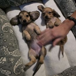 Karla - Cream female Dachshund puppy in Greenwood, Missouri from Nukee Beagles and Corgis