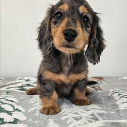 Black and tan dapple female - Dapple female Dachshund puppy in Belle Rive, Illinois from Akin's Miniature Dachshunds, LLC