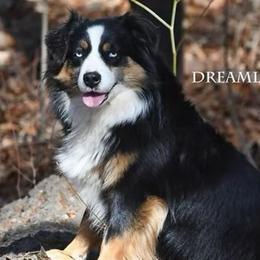 Luxe - Black tri female Miniature Australian Shepherd puppy in Patterson, North Carolina from DreamLine Aussies