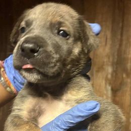 PROMOTION - Blue brindle male Great Dane puppy in Street, Maryland from Grant’s Gorgeous Greats