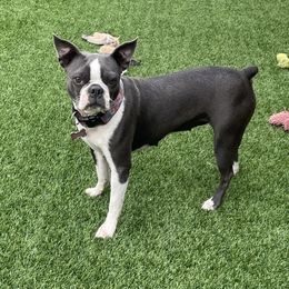 Paisley - Boston Terrier