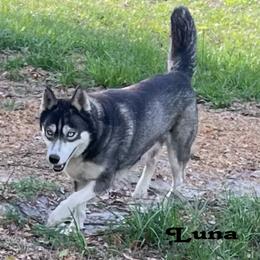Luna - Siberian Husky
