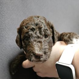 Yellow - Rolo - Brown male Poodle puppy in Spanish Fork, Utah from Mountain Vista Pups LLC