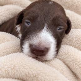 Harry - Chocolate male Dachshund puppy in Jarales, New Mexico from Poker Paws Dachshunds