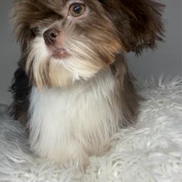Diva Dior - Chocolate and tan female Shih Tzu puppy in Coolidge, Arizona from Shih Tzu’s  ‘N’ Love