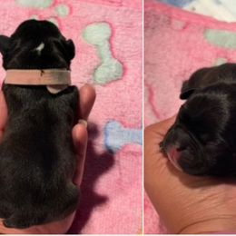 Light pink collar - Brindle and white female French Bulldog puppy in Humble, Texas from Tip Top Bully House