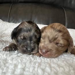 Mable - Merle female Goldendoodle puppy in Ottawa, Ohio from Simply Beautiful Goldendoodles