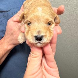 Winston - Apricot male Maltipoo puppy in Mabelvale, Arkansas from Durham's Designer Poos