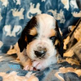 WB3 - Black brown and white male Basset Hound puppy in Britton, South Dakota from K&S Canines