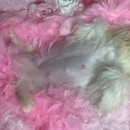 Shih Tzus from Dream Acres