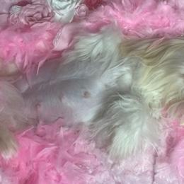 Shih Tzus from Dream Acres