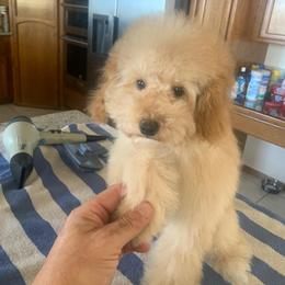 Miu Miu - Poodle