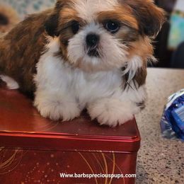 Kimber - Shih Tzu