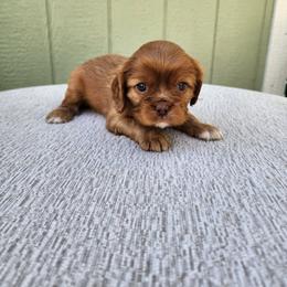 Mango Chocolate Ruby (bb) - Chocolate male Cavalier King Charles Spaniel puppy in Nampa, Idaho from Heart Mountain Cavaliers & Floating Feathers Kennel